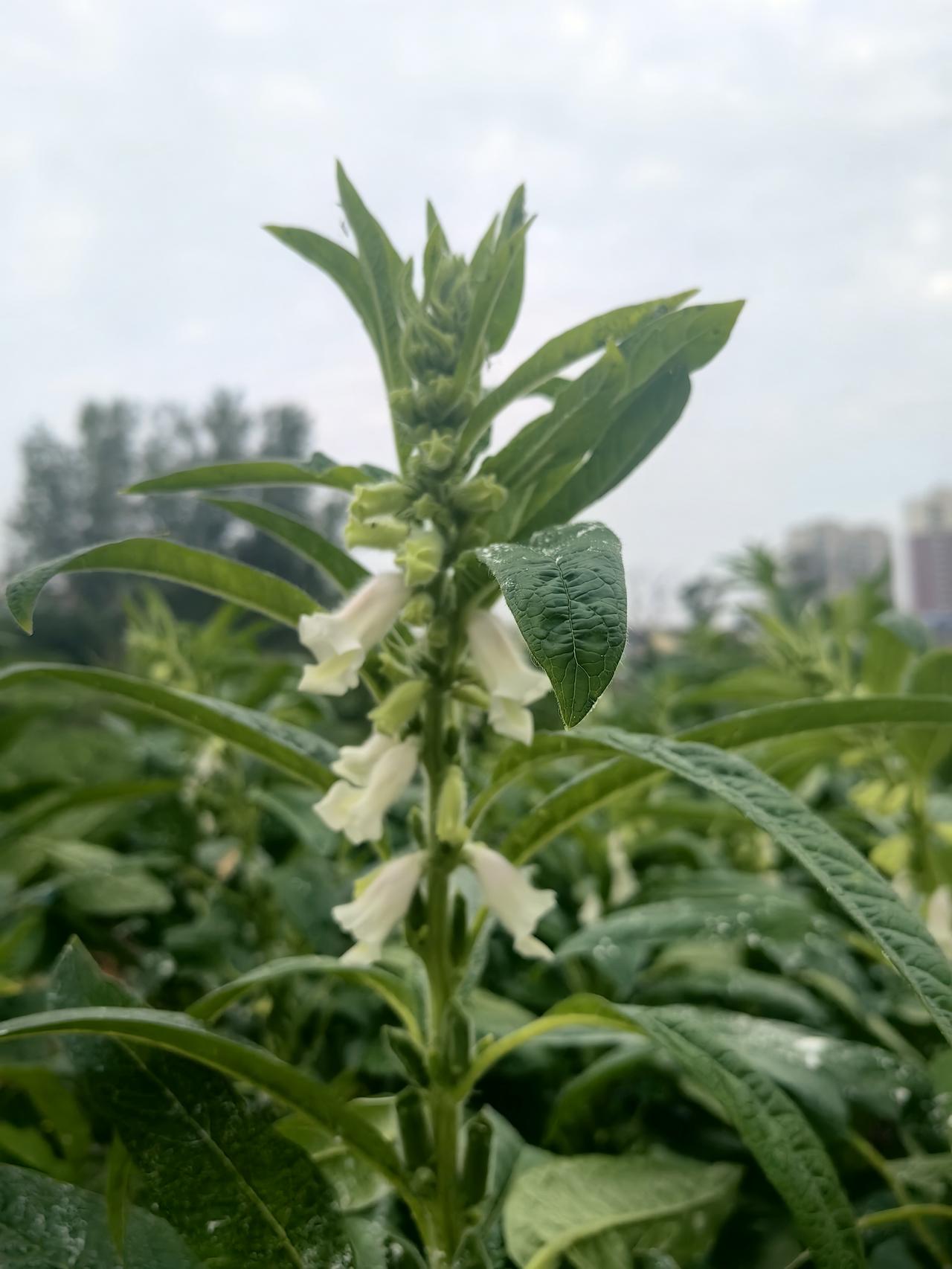 今天晨练回来路上，我看到一片芝麻地，芝麻花还在倔强地开着，芝麻杆上已经结了不少芝