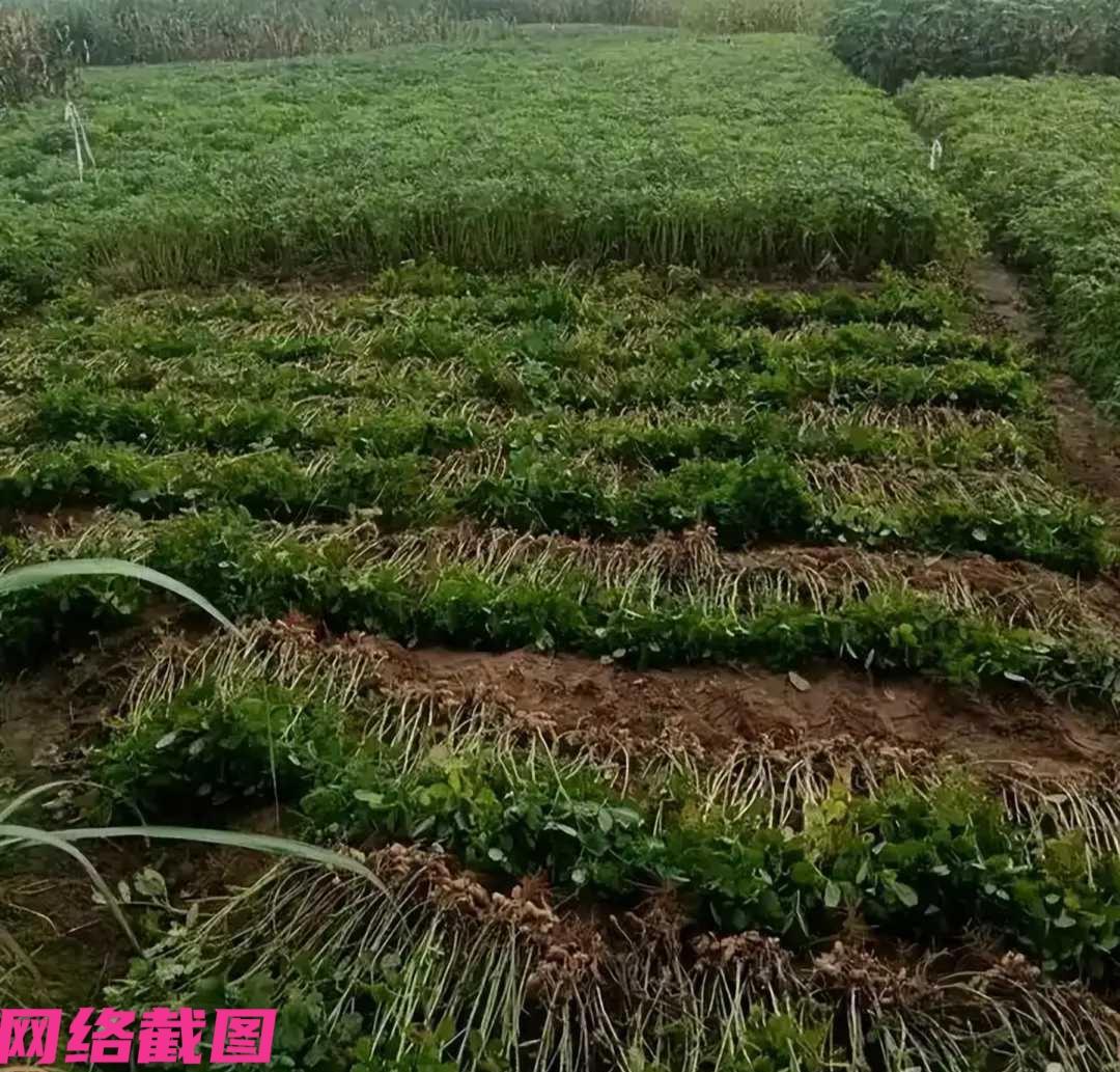 广西贵港有十七岁的男孩五点起床，不为别的，只为早起去田地里拔花生。

只是让男孩