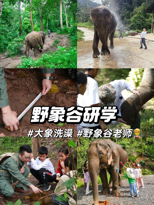 西双版纳野象谷｜做大象保育员洗澡体检牧象
