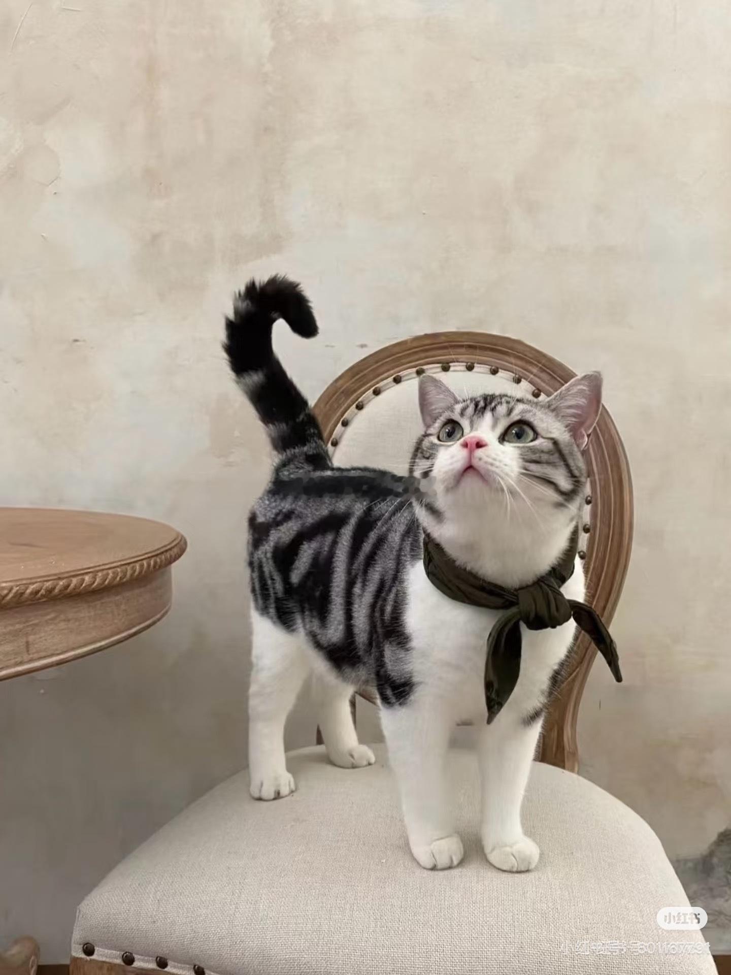 这猫聪明，博士 
