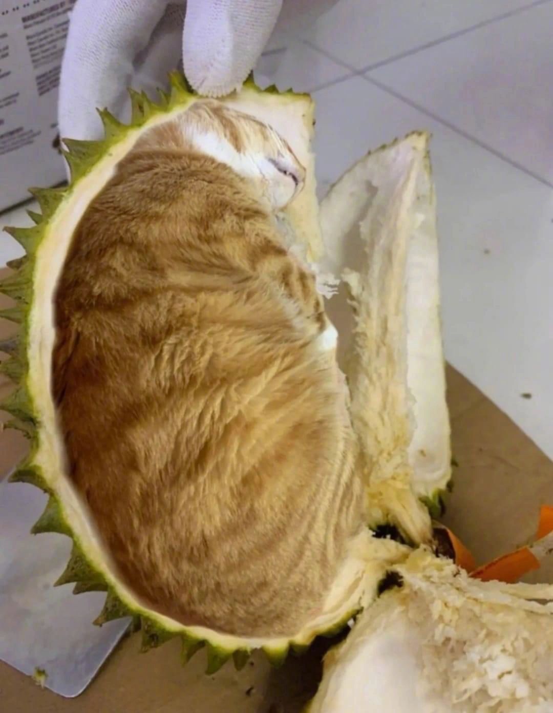家人们，这房是不是坏了，老板说是正宗猫山王 ​​​