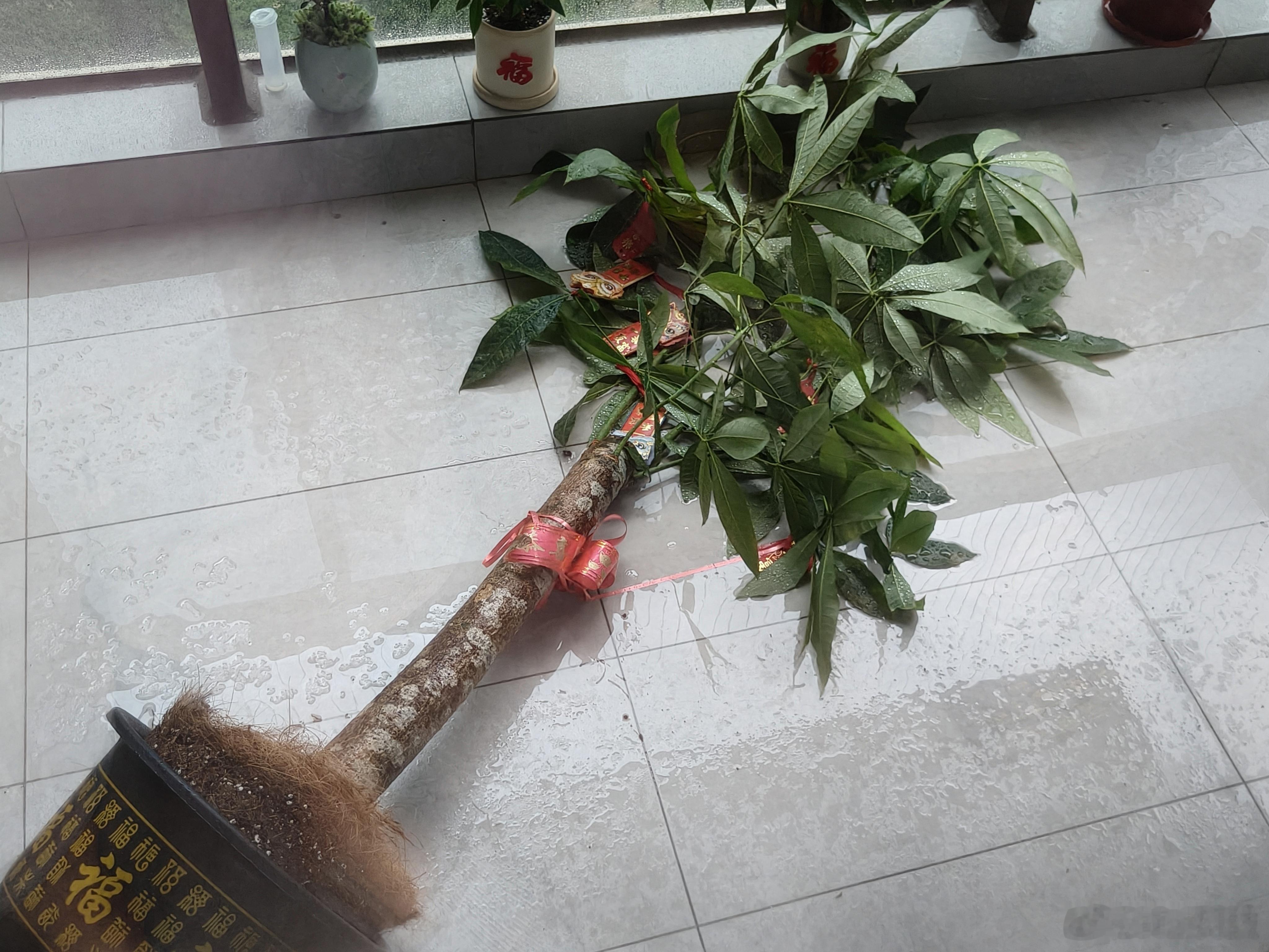 早，深圳的台风是真不礼貌，打开阳台才发现发财树都被吹倒了，赶紧扶起来；这发财树几