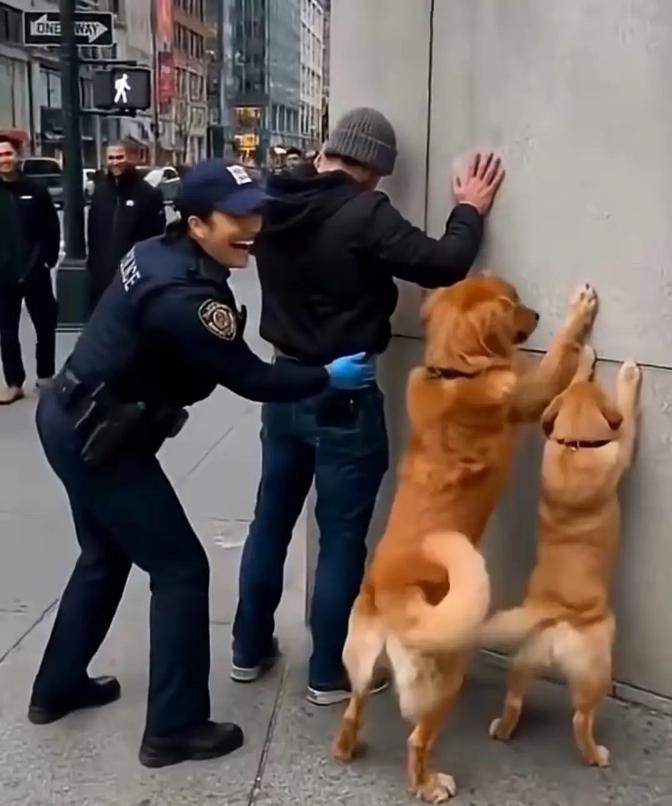 纽约街头，一名男子被女警按在墙面接受盘查，戏剧性的是他身边两只金毛犬同步学着主人