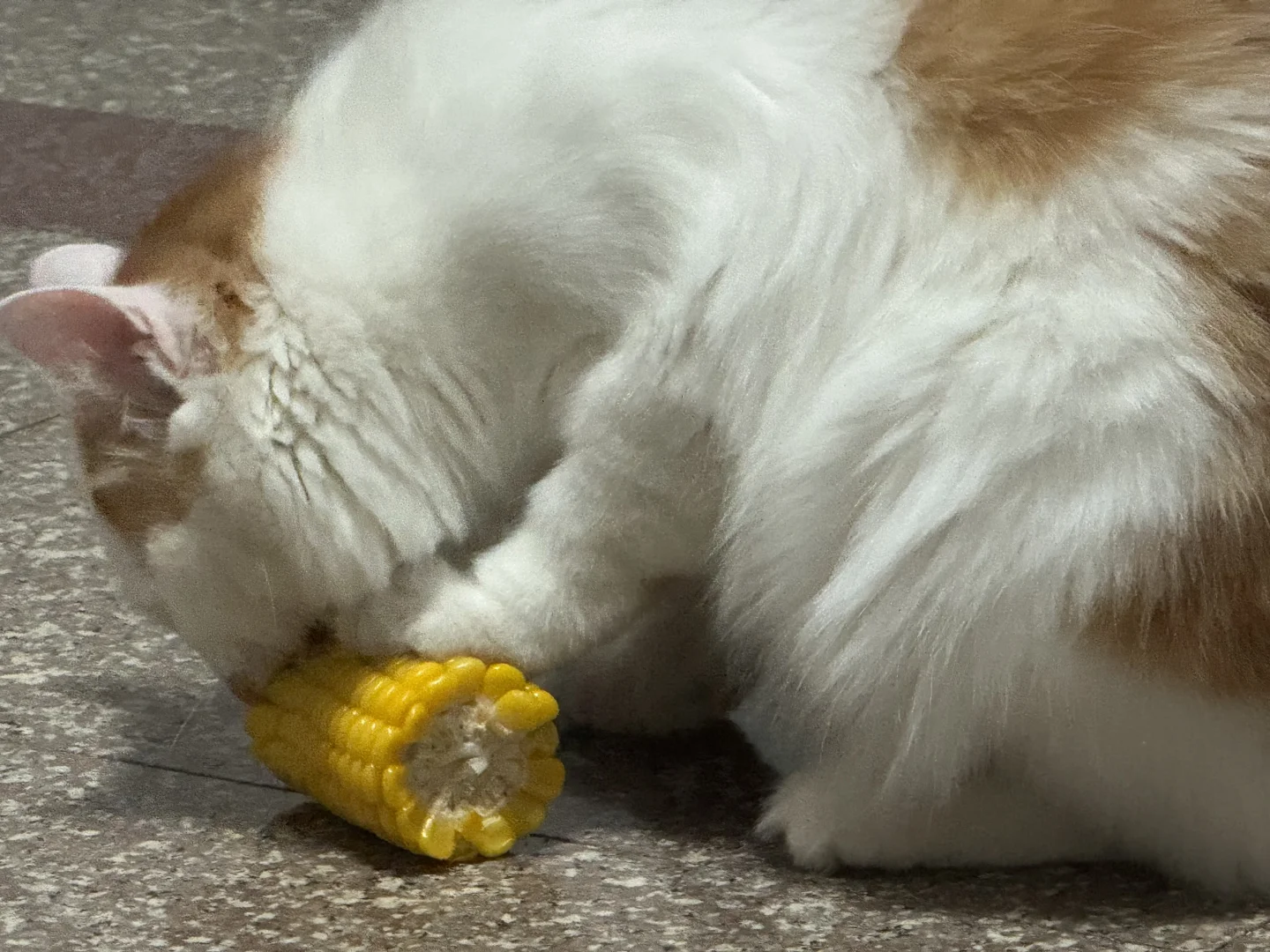 巨型仓鼠？