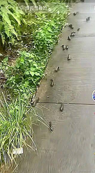 广西一地暴雨后，大量鱼儿在水泥路上跳跃“赶路”，相关部门：系野生过山鲫鱼，是正常