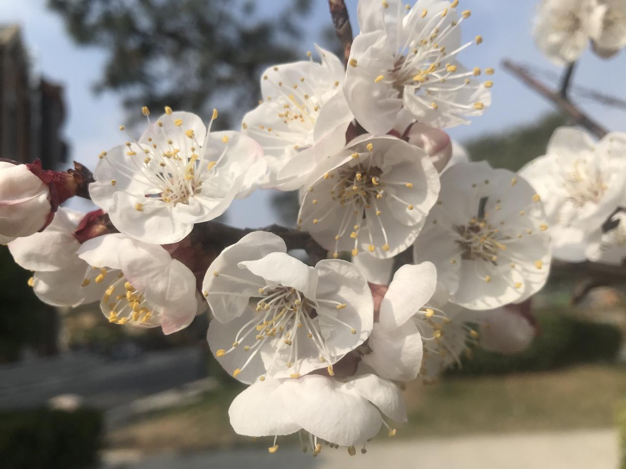 晒晒随手拍的花每年春天都忍不住想拍下这美丽的瞬间，杏花桃花花期都很短，但是是最早