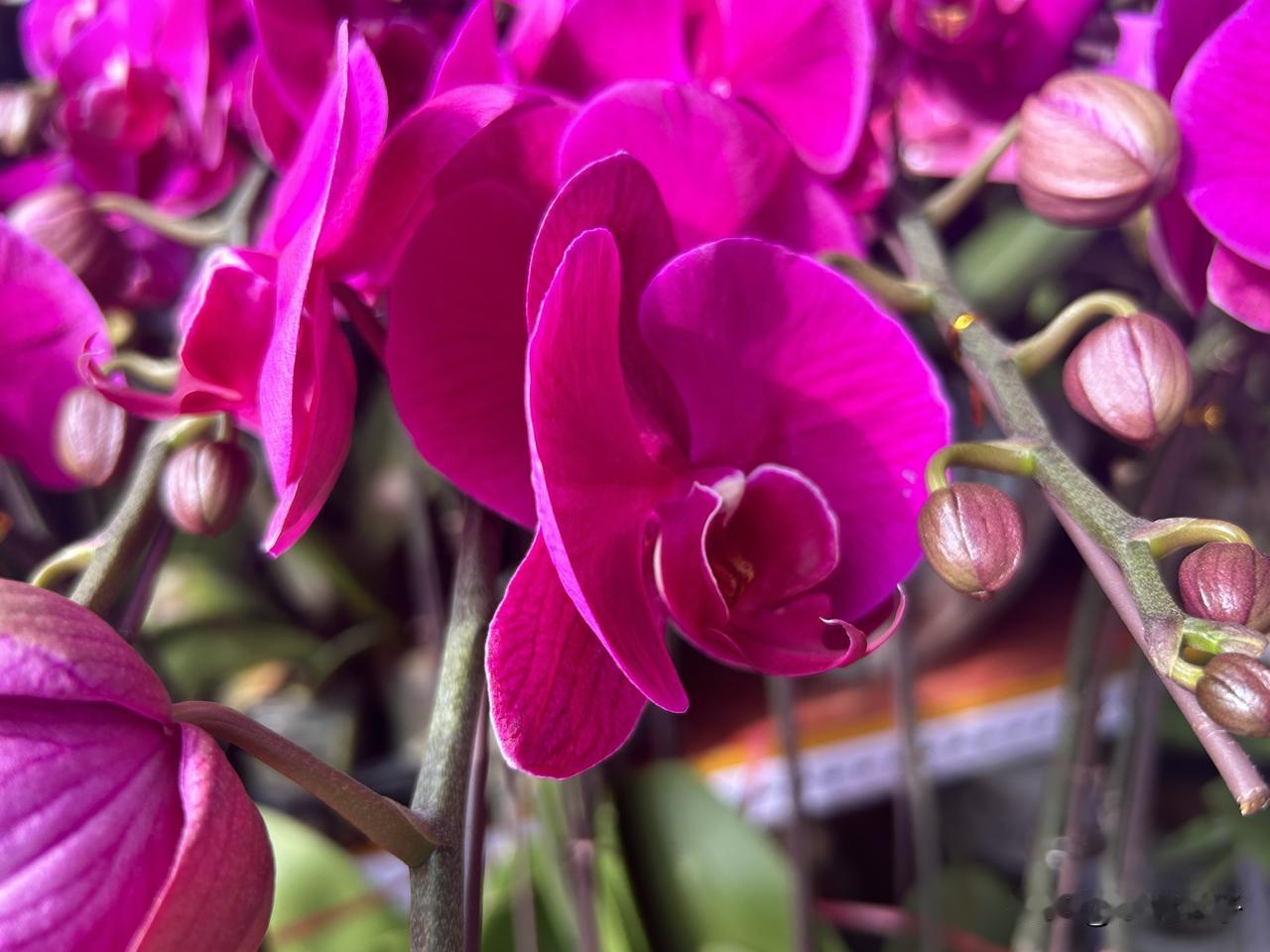 晒晒我的花花，春节到了，蝴蝶兰是客厅的必备，是花开富贵，是平安健康，是合家幸福，