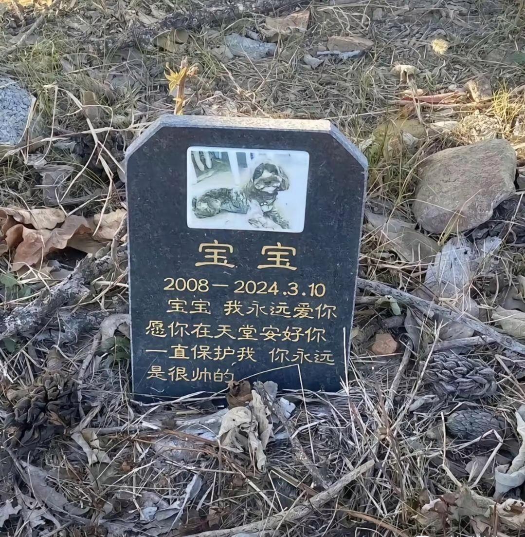 现在人对宠物都这样了吗