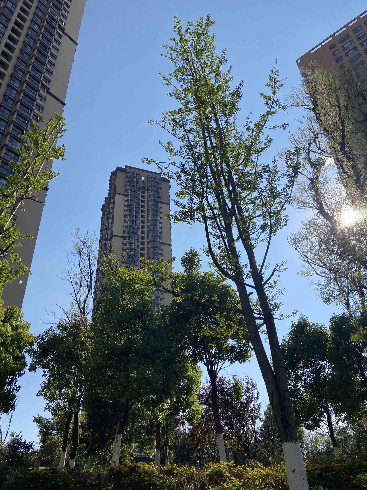 今天散步的时候看到树开叉，和路灯开叉很像，就觉得很有意思，也不知道到底是路灯模仿