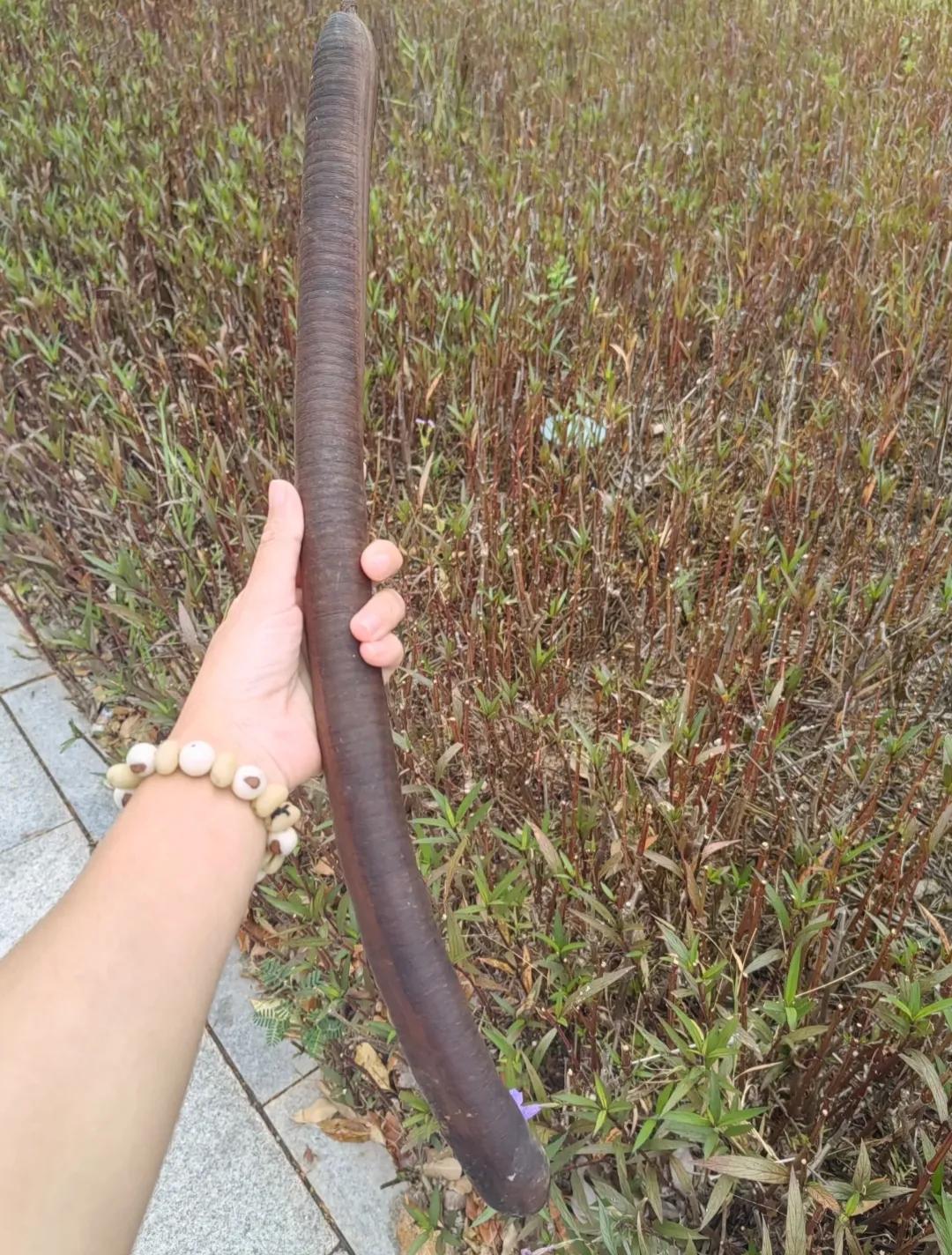 公司楼下散步，捡到几根非常肥的腊肠。[呲牙]