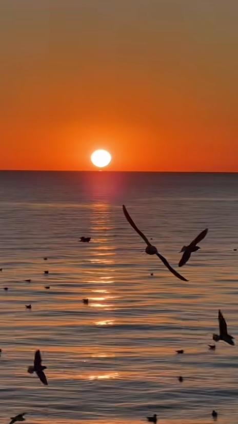 夕阳西下，海鸥翩翩起舞，感受大自然的宁静与美好。