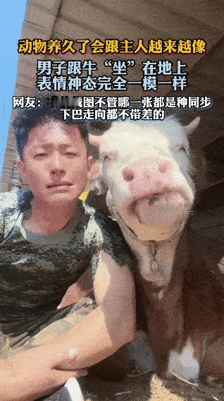 一男子养牛，养着养着，发现自己和牛“撞脸”了。俩人“坐”地上，表情神态动作简直复