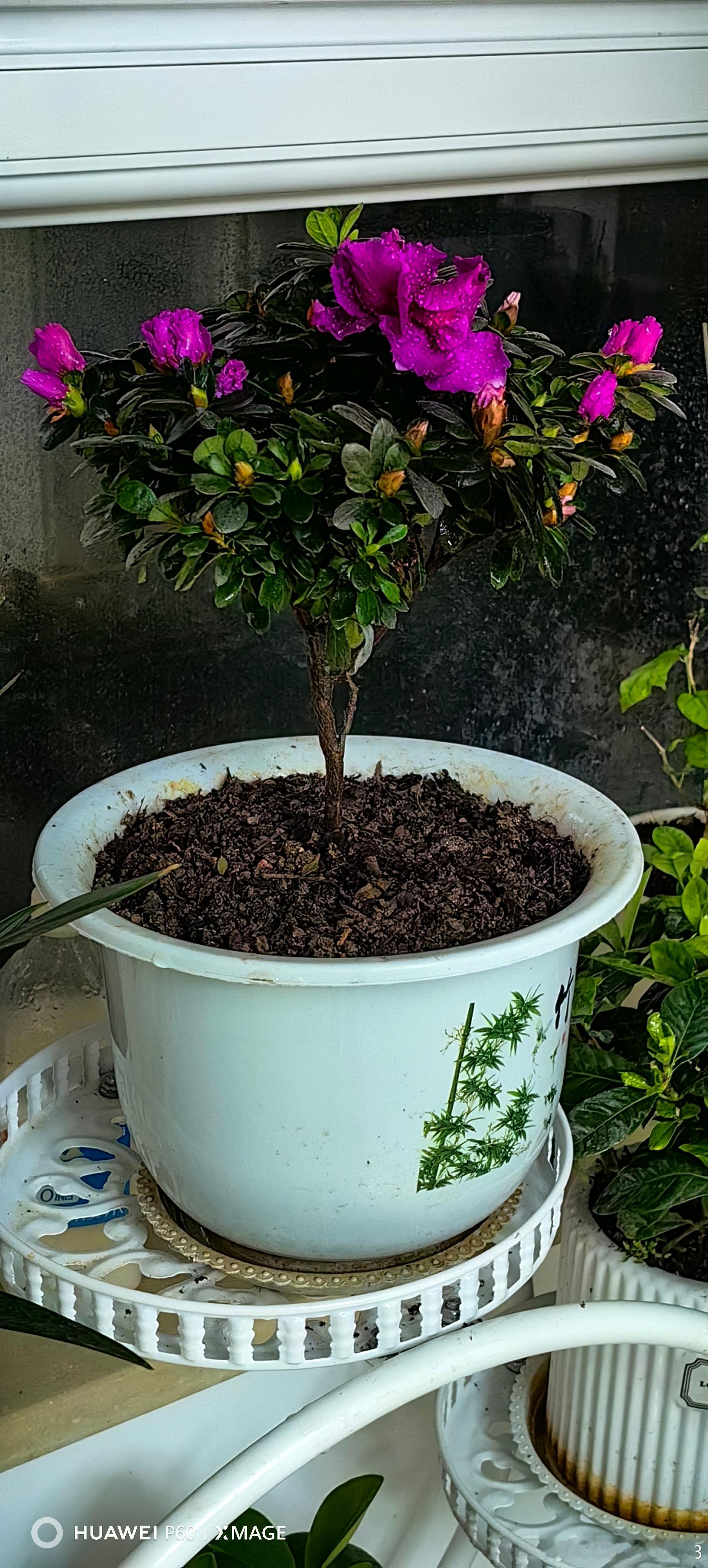 都说北方杜鹃花不好养，但我把它养好了。 北京·南邵