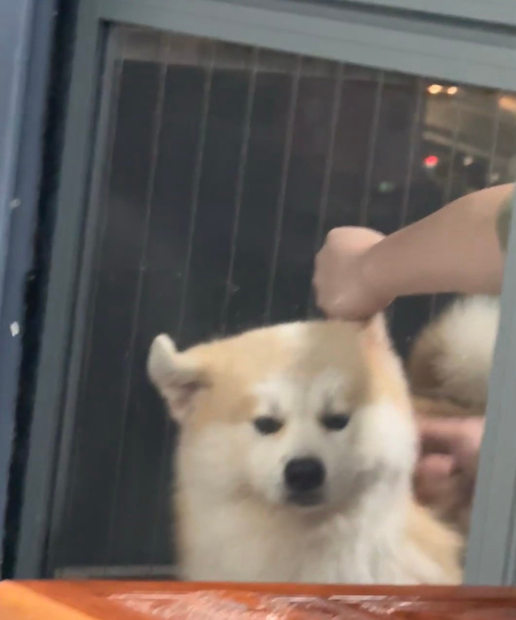 爸爸扎头发既视感：爸！头发扎的有点紧 