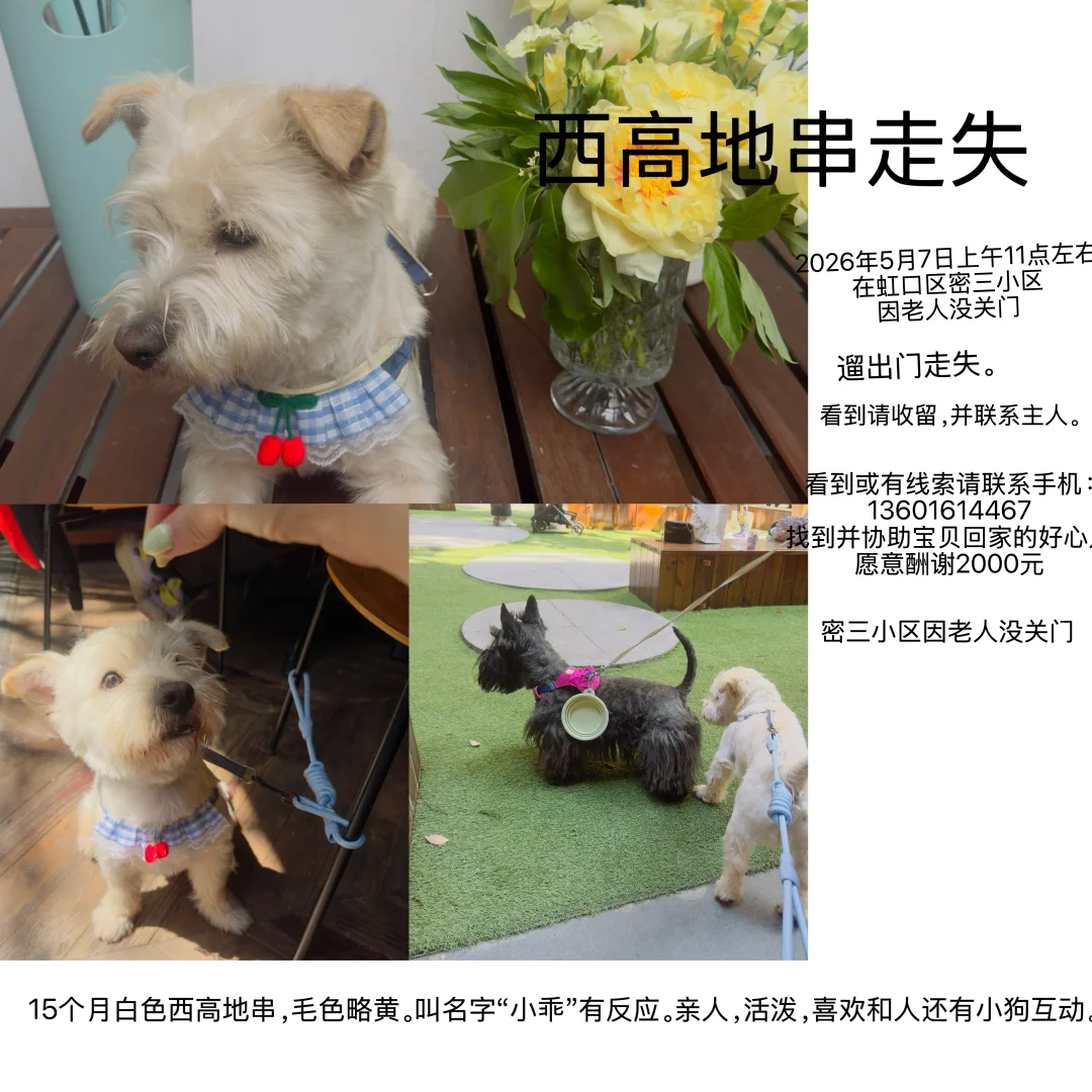 虹口走失西高地求帮助！！