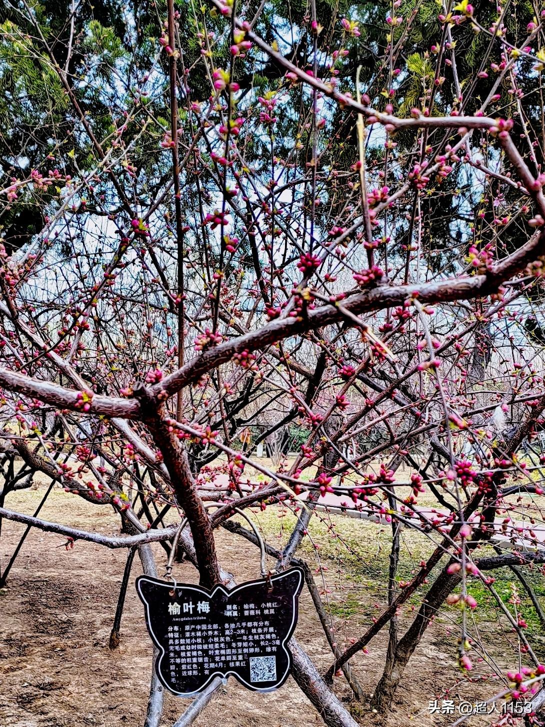 春天到了阳光灿烂，
美丽的风景真不错。

长安公园的榆叶梅，
满满的花蕾挂在树上