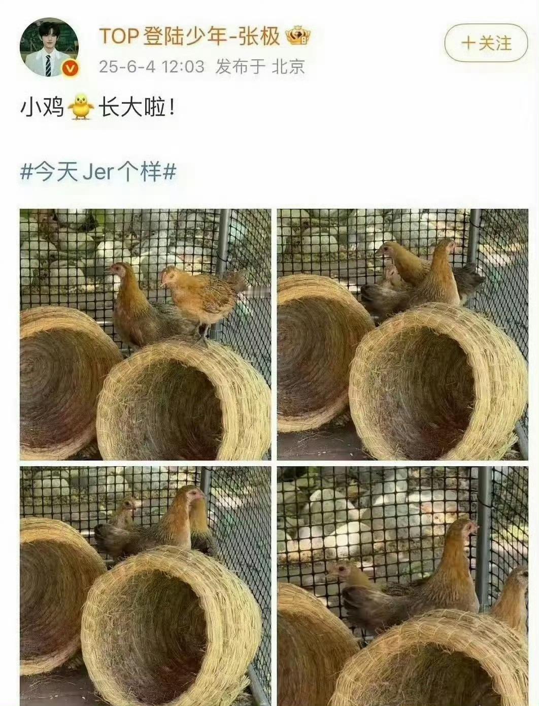 不是，为什么张极要养鸡啊好离谱，新生代偶像在公司养鸡还被私生偷了得不到偶像 就得