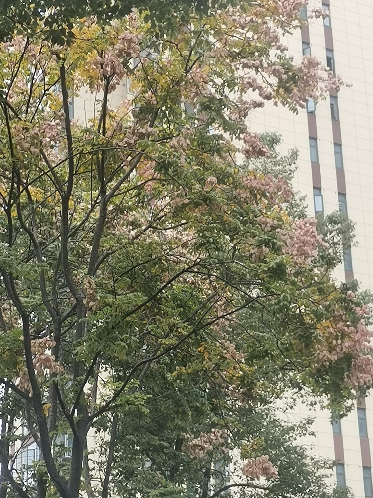 栾树，不经意间成了城市街道的新宠。
以前，城市的行道树是法国梧桐为主，后来因为飞