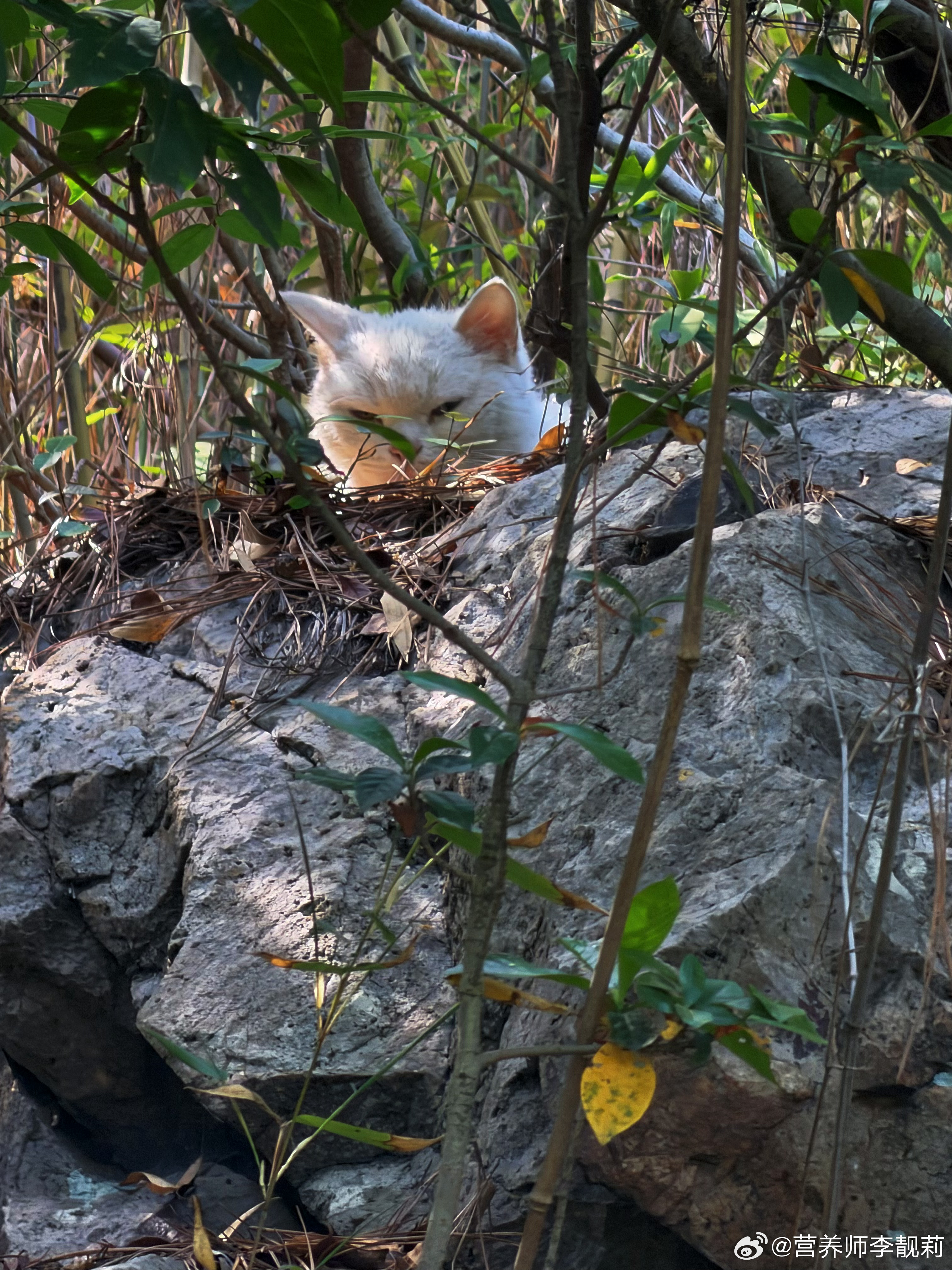 ⛰️easy & cozy 苏州·江苏大阳山国家森林公园植物园景区