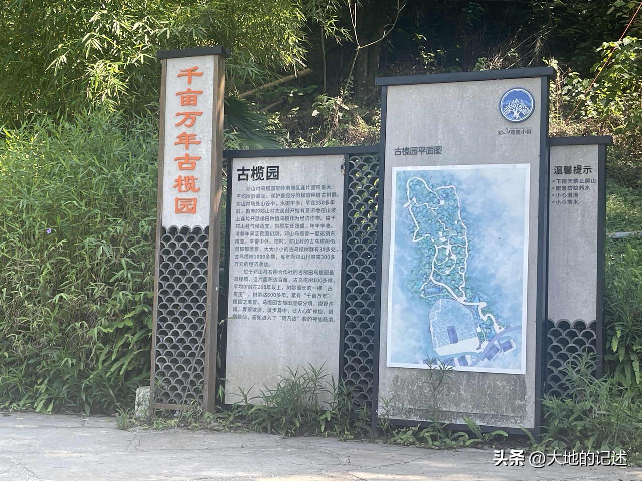 增城区小楼镇邓山村千亩万年古榄园，从村子侧面拾阶而上，可见大片的乌榄树，弯曲的石