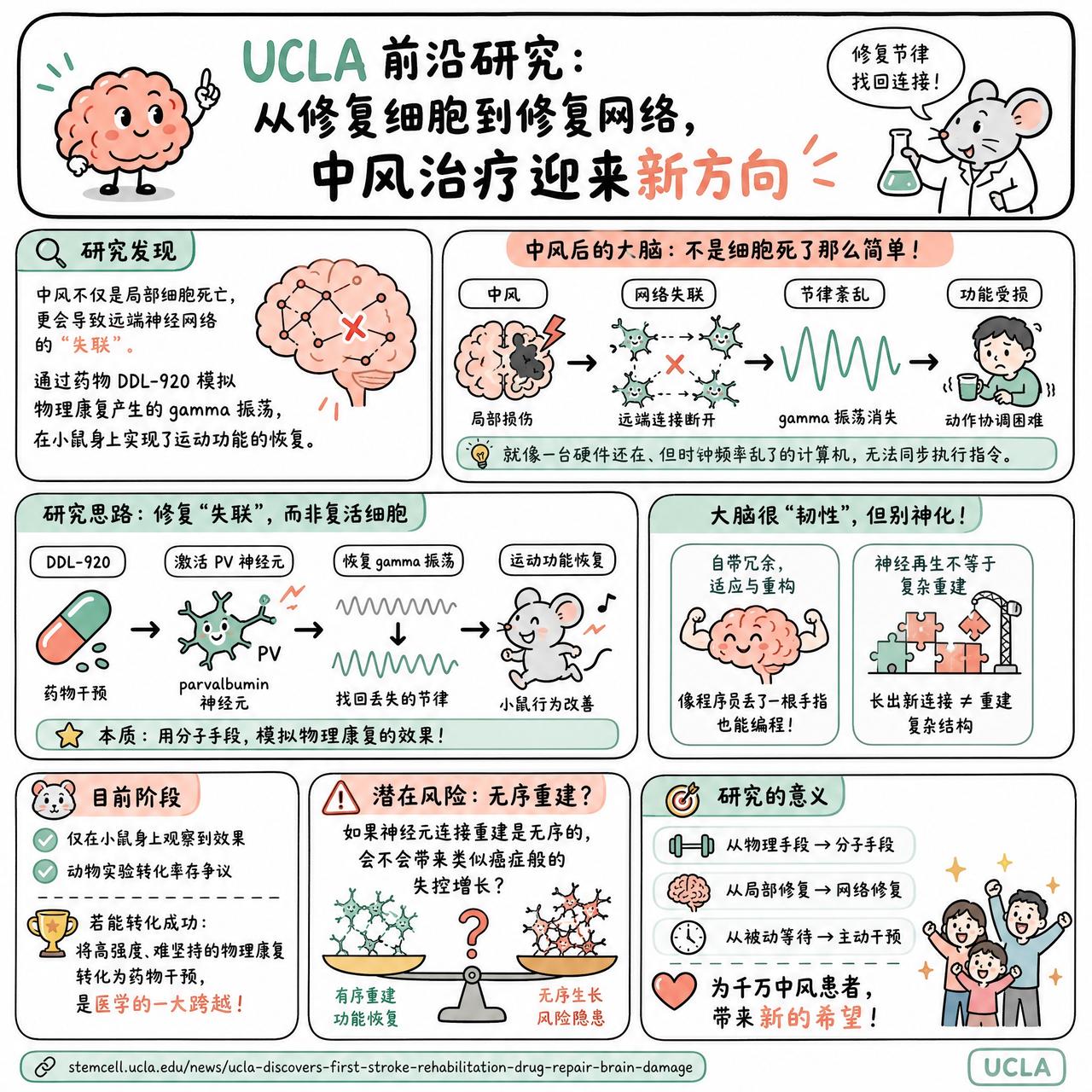 【UCLA 前沿研究：从修复细胞到修复网络，中风治疗迎来新方向】

快速阅读：U