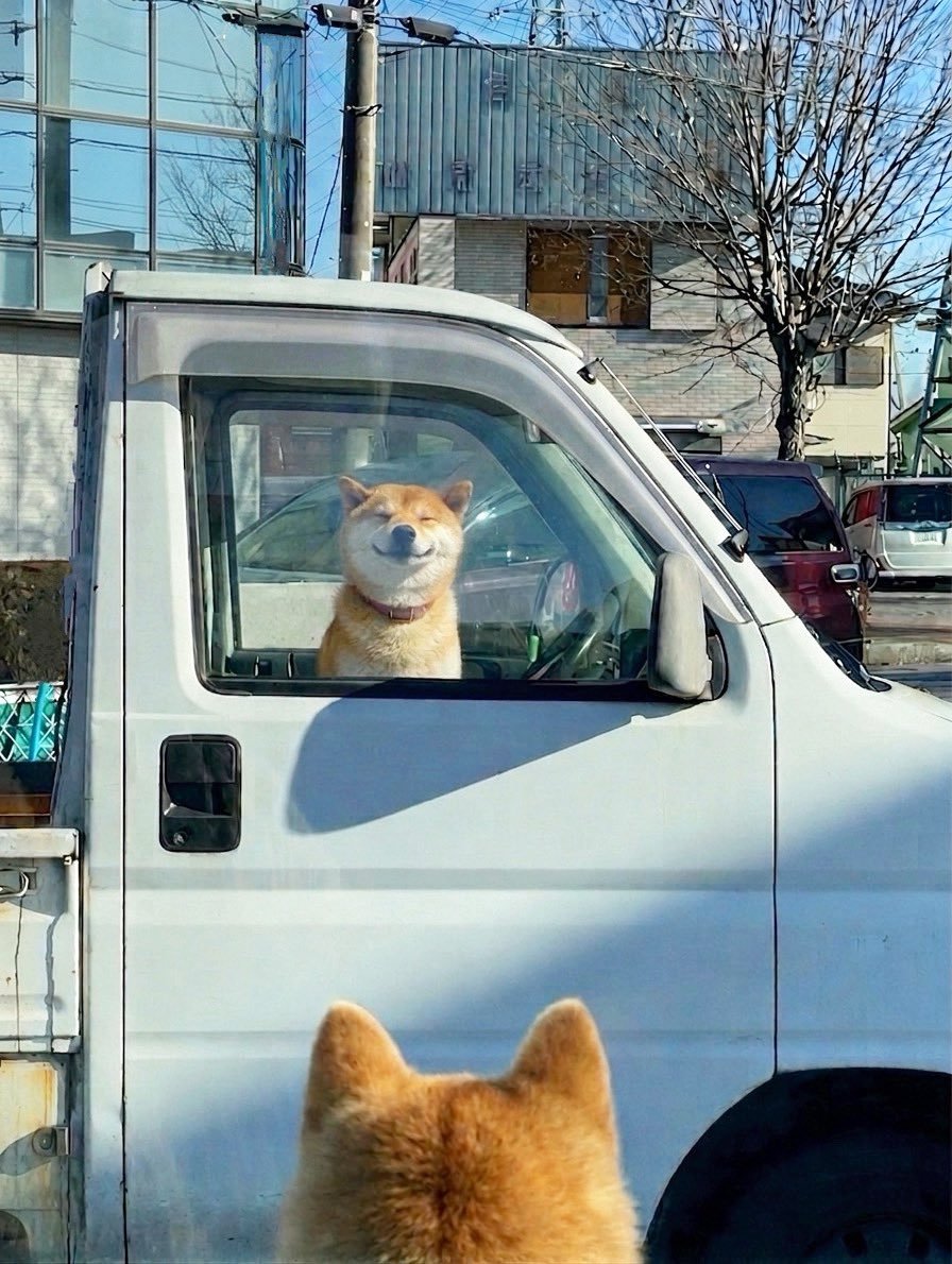 🐕一眼万年🐕（图源：x.com