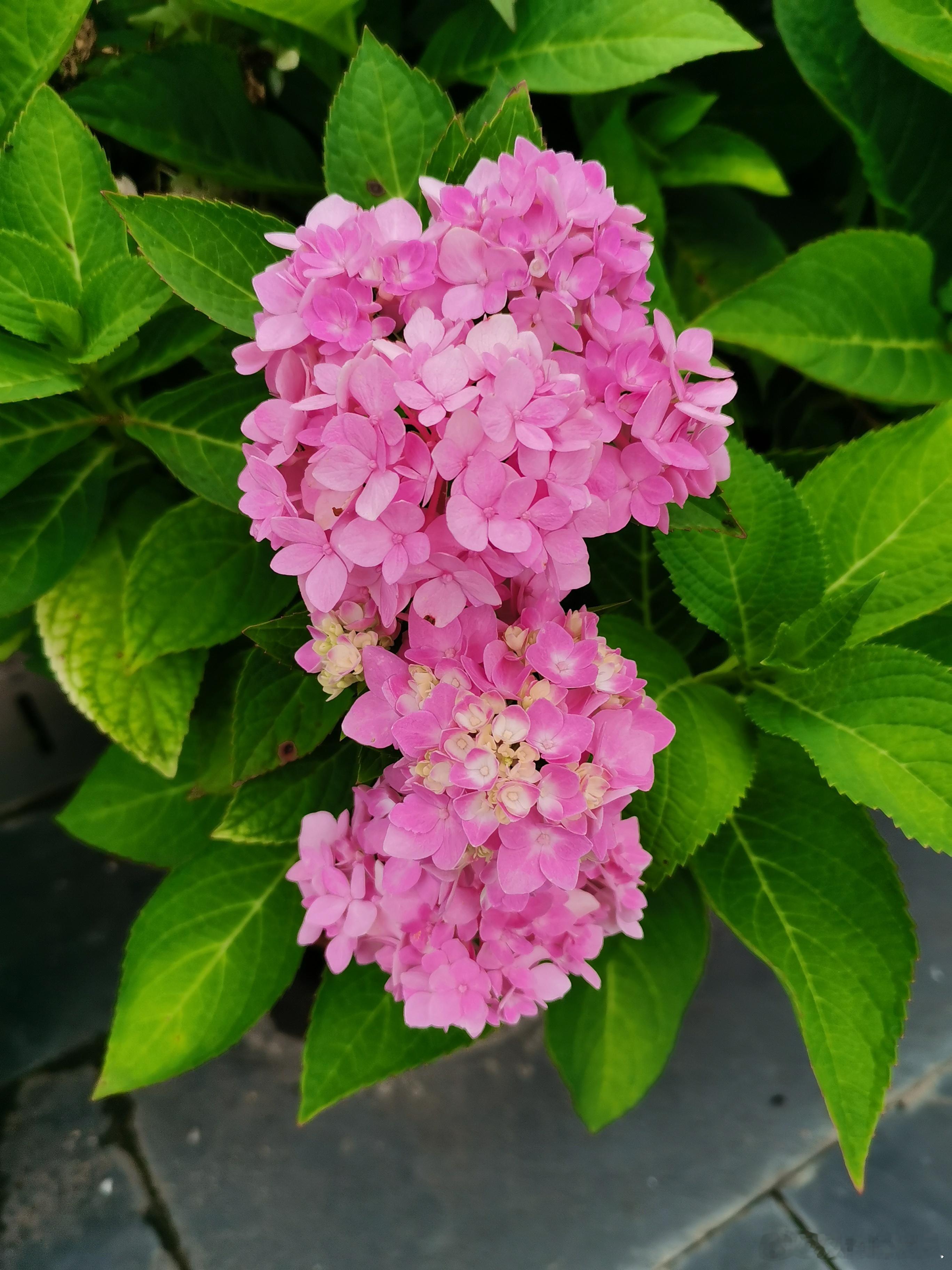 生活手记 农家小院鲜花！ 北京