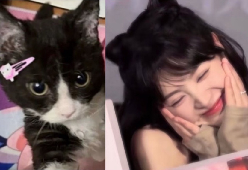 田曦薇王安宇都无法抵挡猫咪的可爱忙忙碌碌寻宝藏 这是什么双倍可爱的爆炸场景呀？王