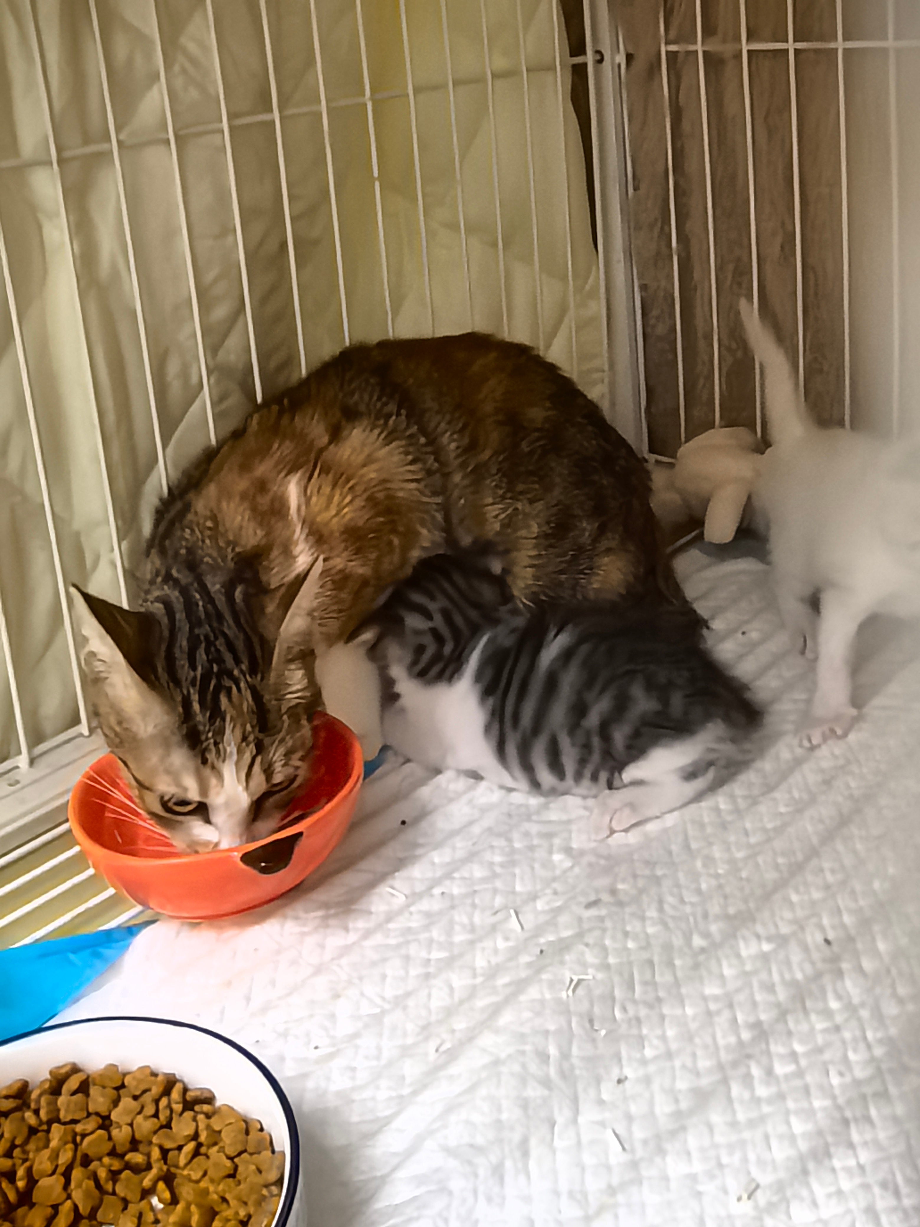 宝宝: 妈妈的奶最香甜了。猫咪 深圳