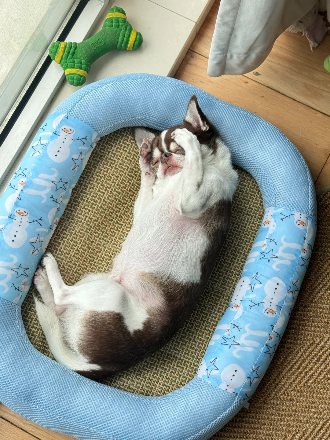 请不要打扰我睡觉｜吉娃娃