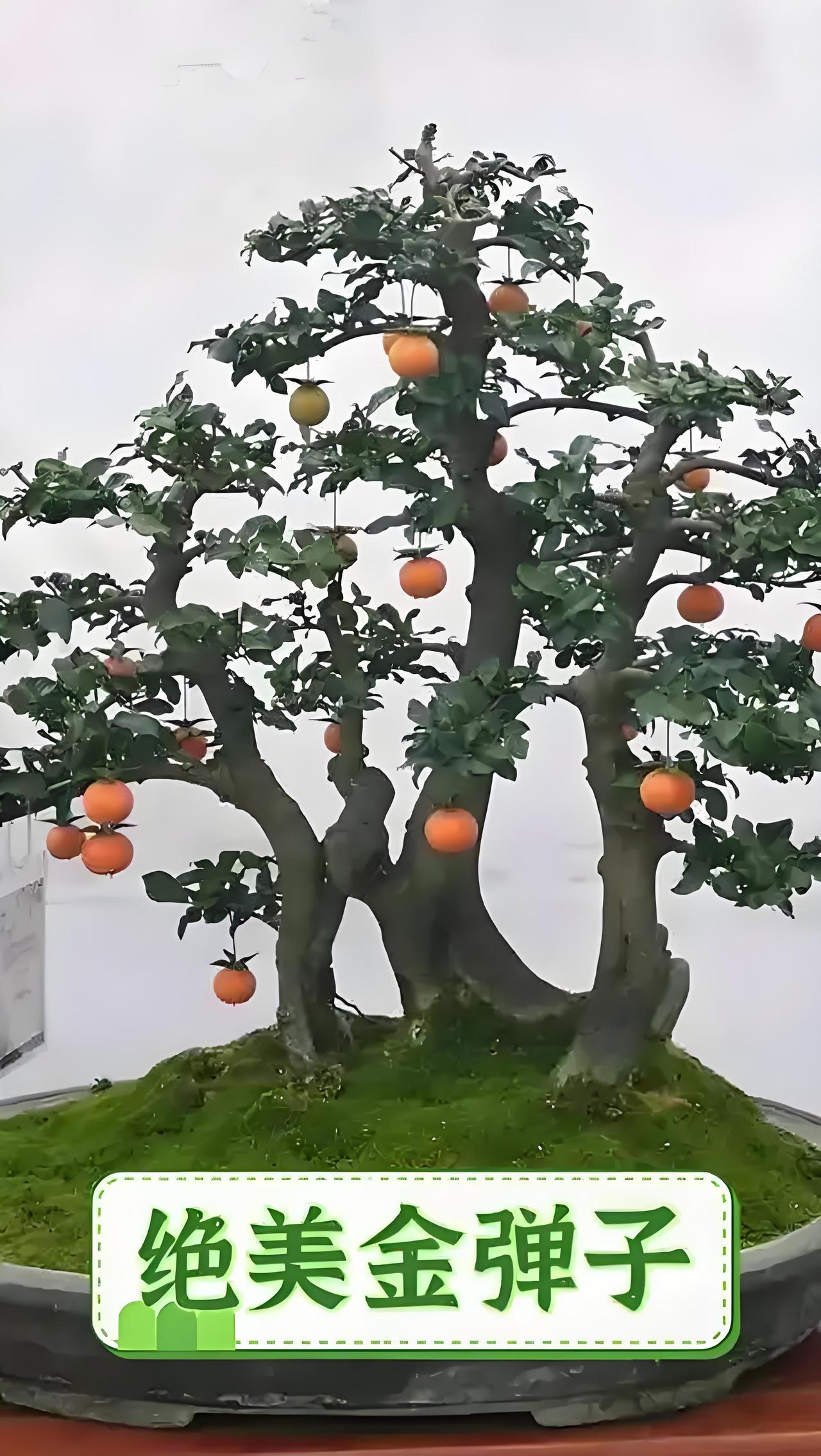 金弹子盆景确实人见人爱，观赏价值超高。之前在曲靖一酒店，我就被一盆金弹子吸引。它