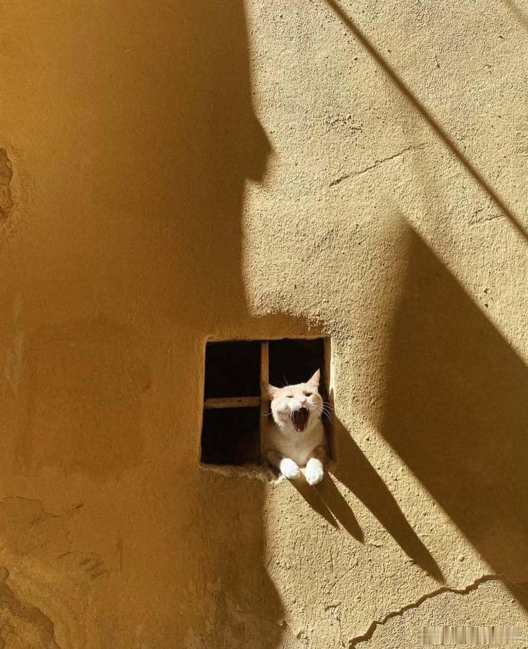 夏日氛围☀️🪟🐱cr：fubiz ​​​