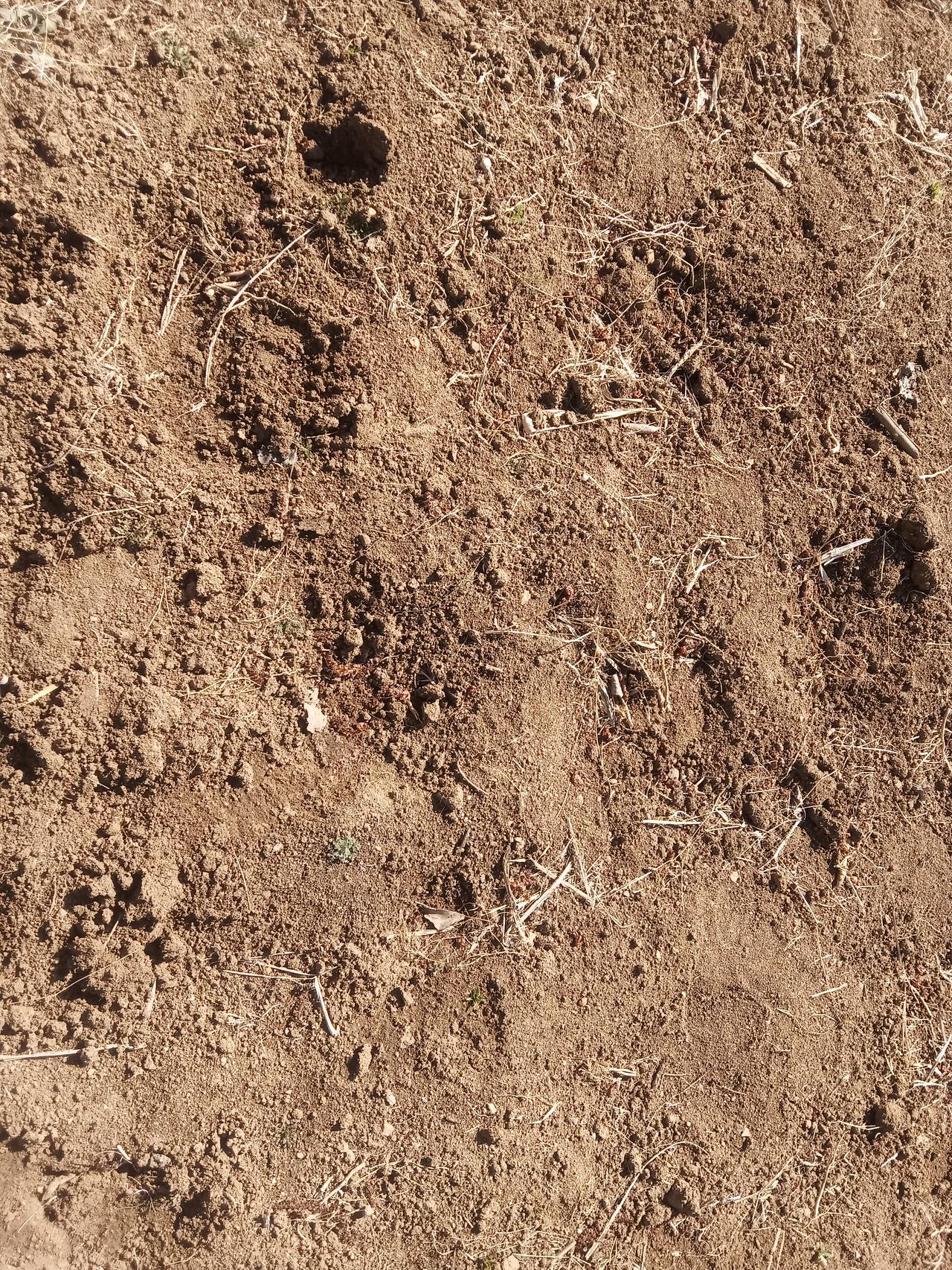 前些天近70岁退休阿姨开着车带我去她开垦的地里边耕种田地，春天正是万物复苏的时候