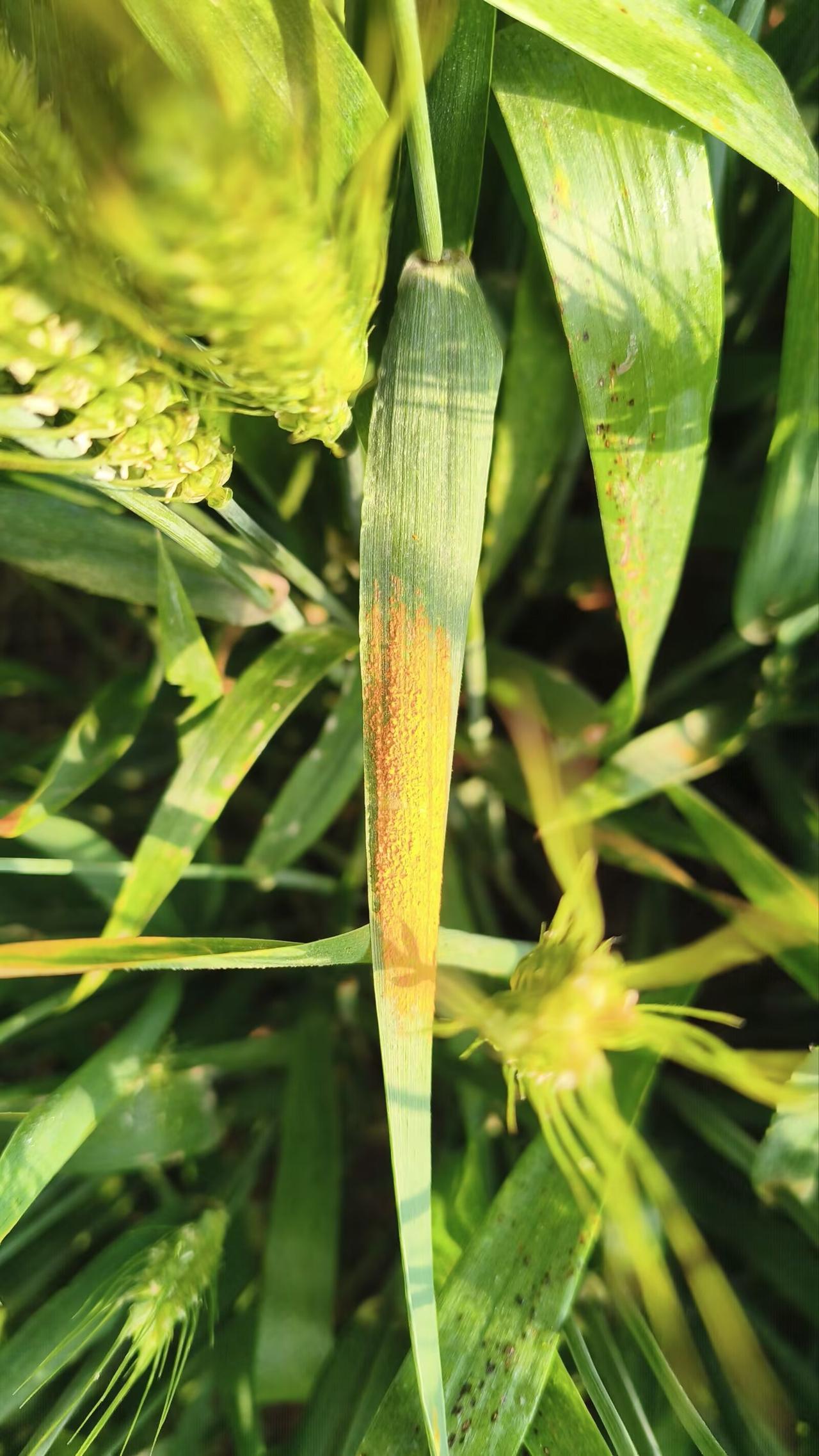 劳动节—在劳动

​黑粒小麦试验田再次证实，西农A/X高抗小麦锈病甚至免疫锈病。