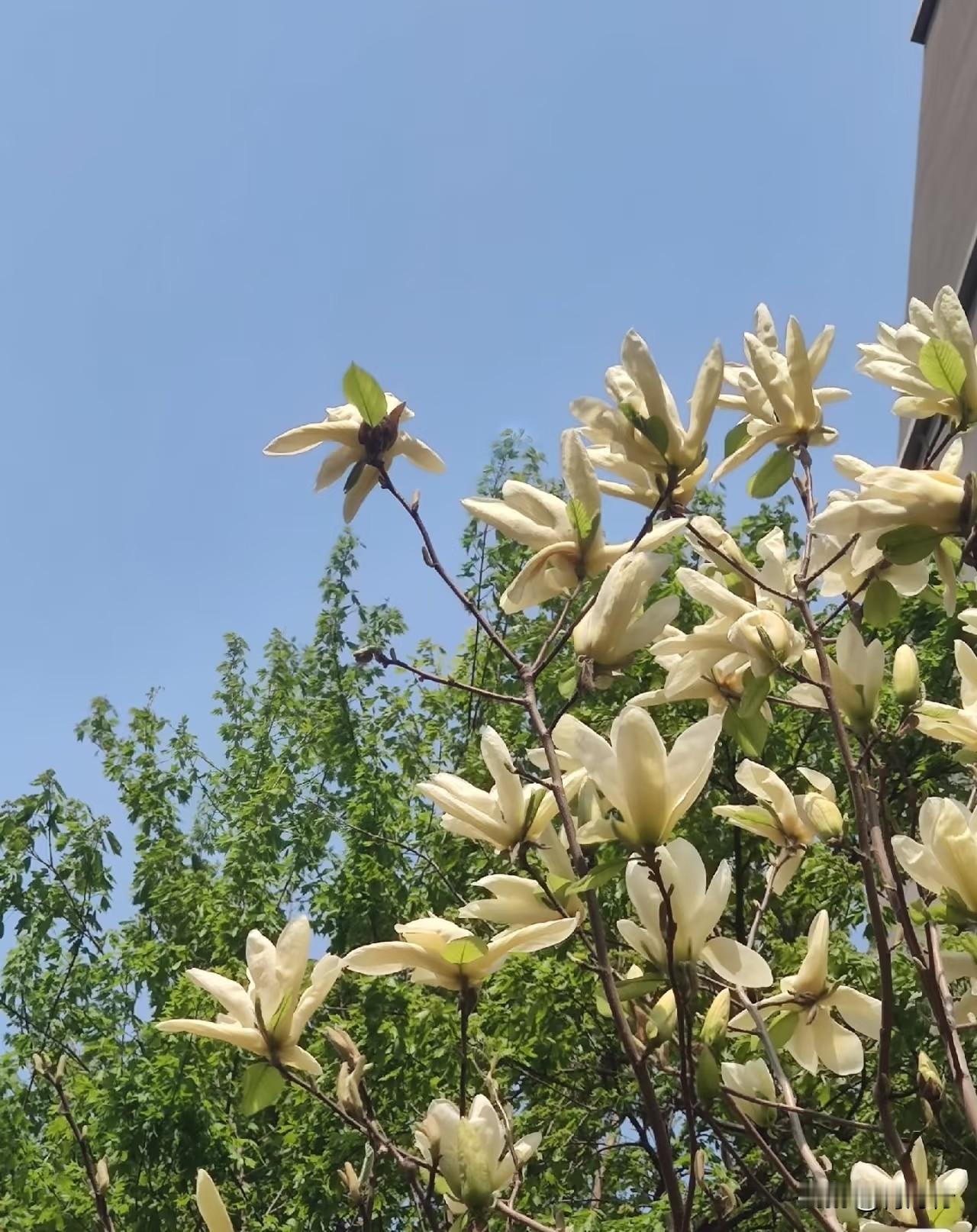 竹影清风摇月色

荷香细雨润荷塘
这两句写得太有画面感了
夏夜风吹竹影
月光轻轻