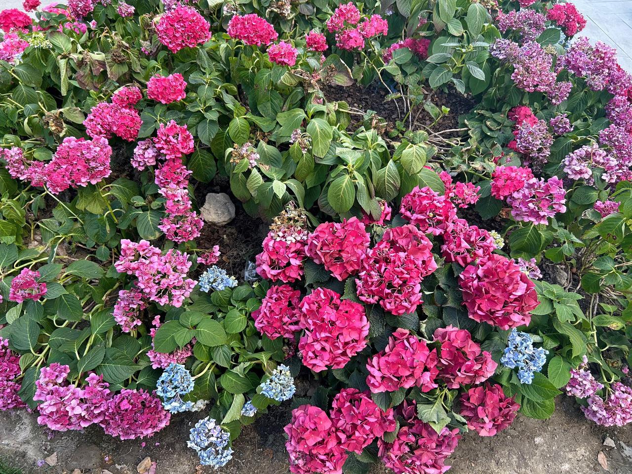 秋观千树叶落；
春赏百花绽放。