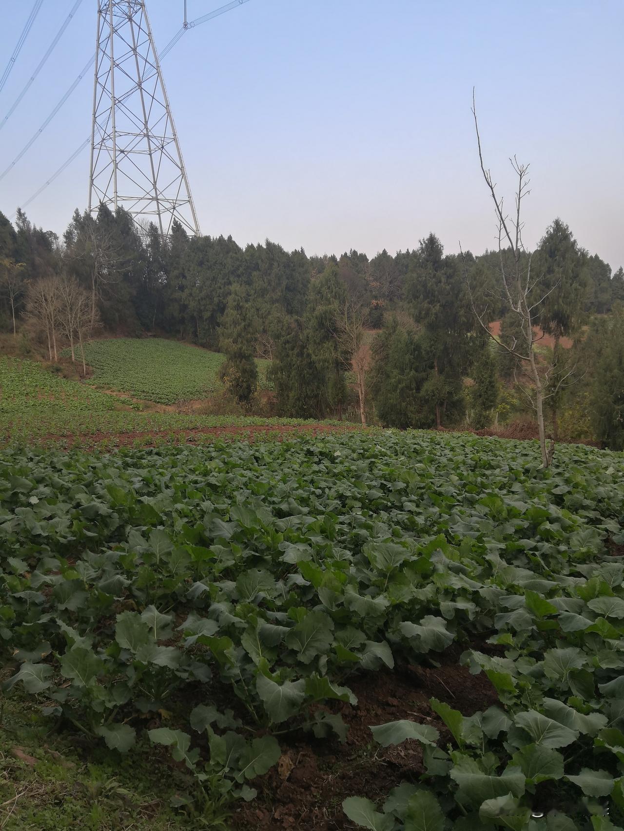 牙疼的厉害，吃什么药好的快牙疼，那真的是一个痛啊，牙疼吃什么都不当回事，痛得牙龈