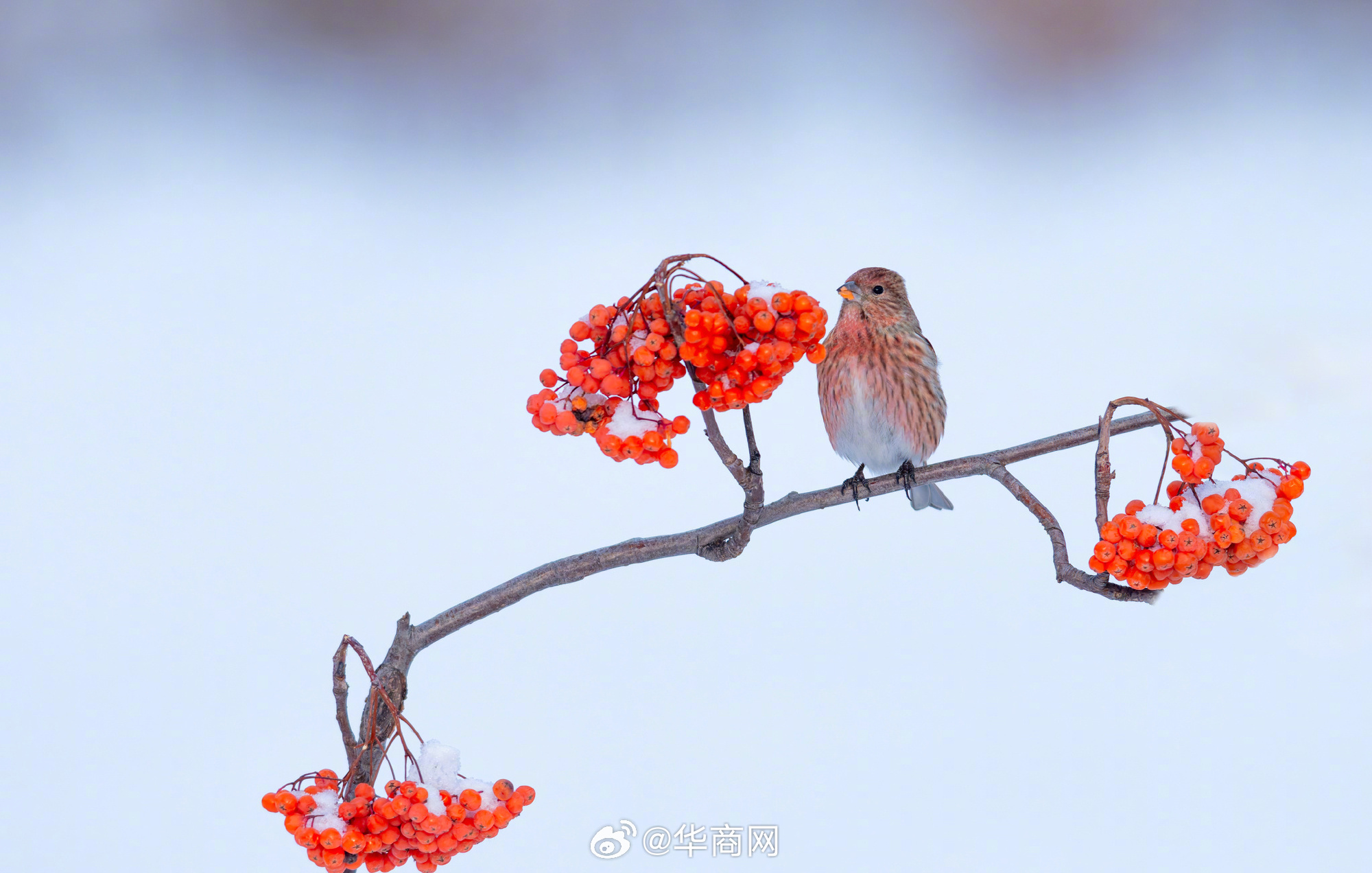 #三秦暮鼓# 【#鸟儿雪中嬉戏好像国画#】黑龙江伊春，鸟儿在河边觅食、嬉戏，绚丽