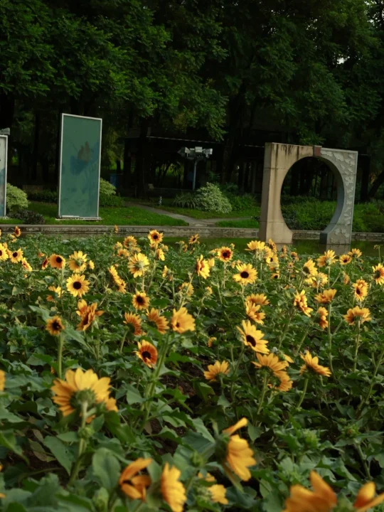 佛山地铁🚇直达❗️发现秋日向日葵花海🌻