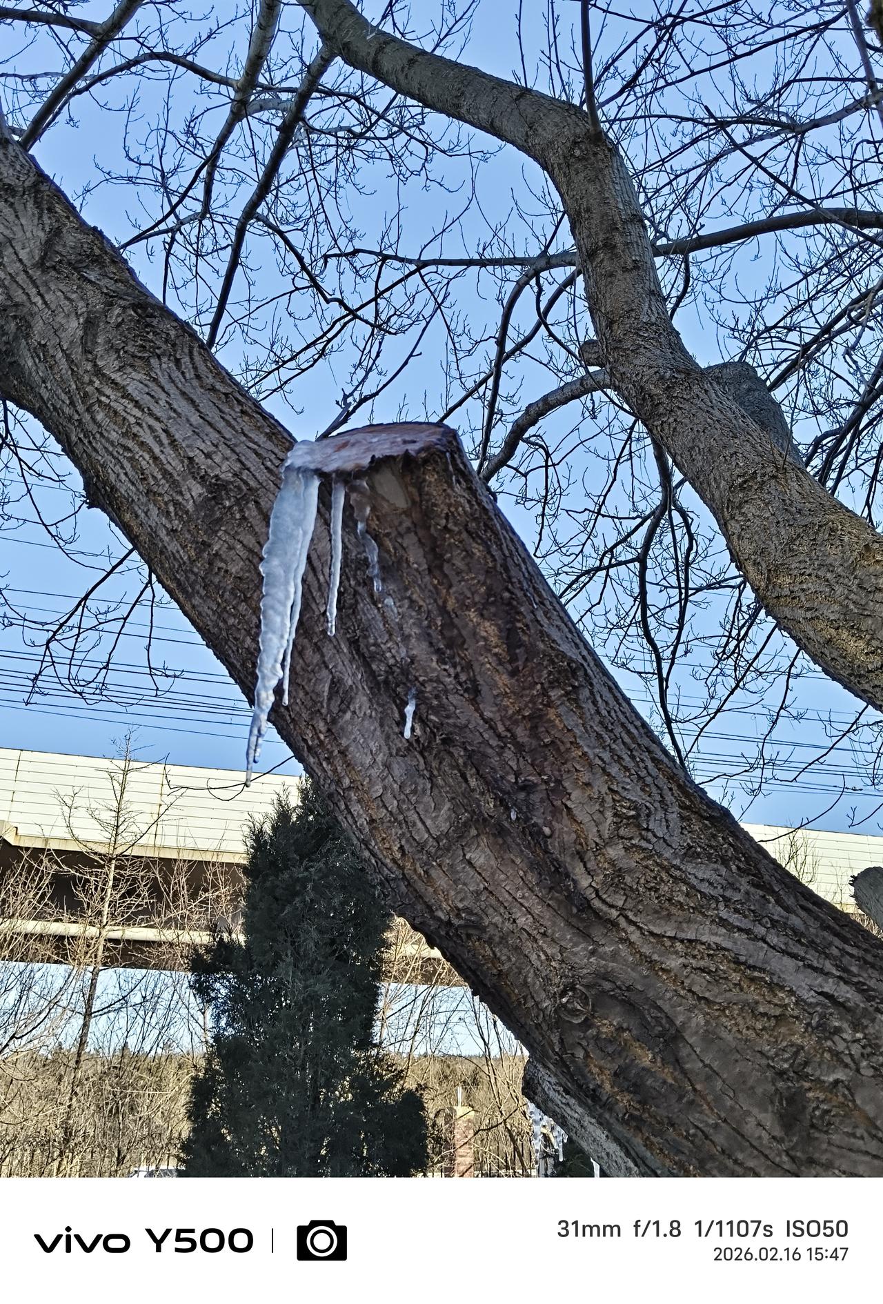 树有泪，待春归
     路边一排树，唯独一棵树上有明晃晃的冰溜子锋利地朝向下方