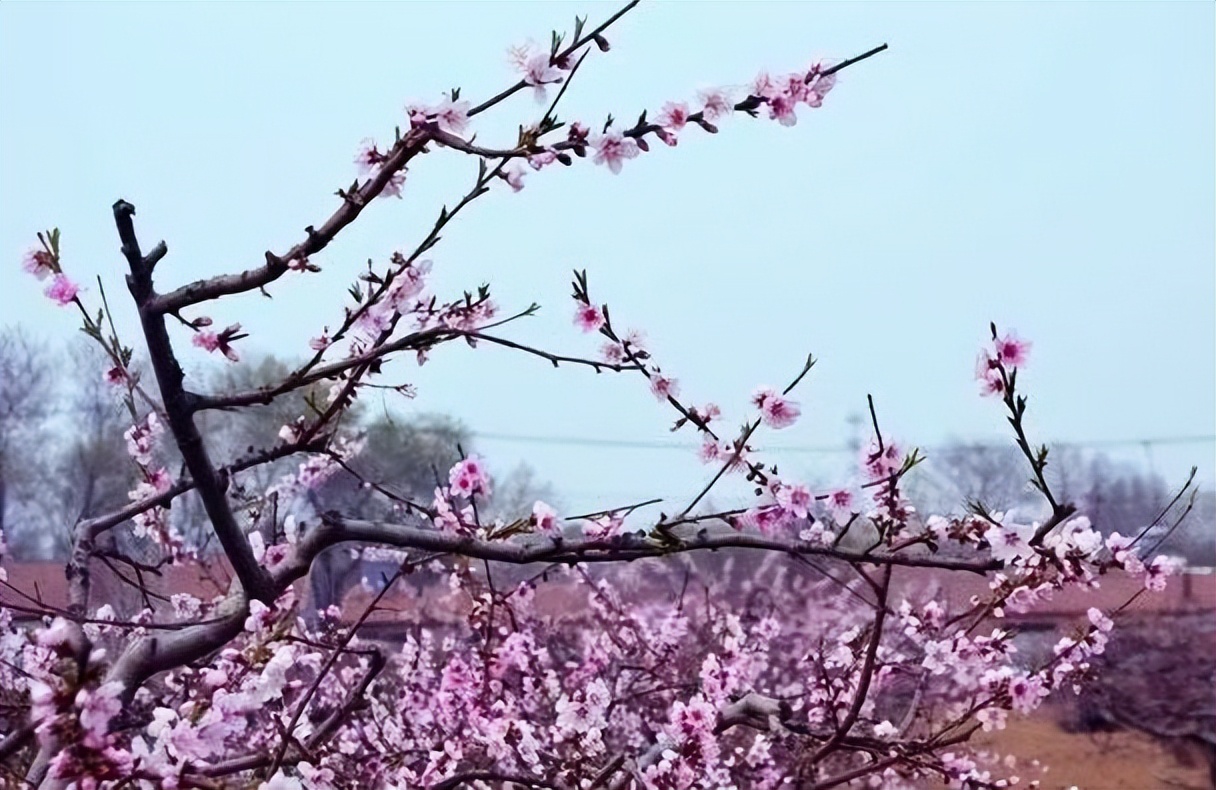 有个姑娘叫小花——在山东鱼台部队农场当庄稼兵（五）