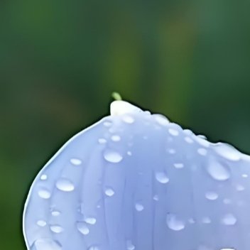 雨后的花儿总是格外清新 🌸 ​​​