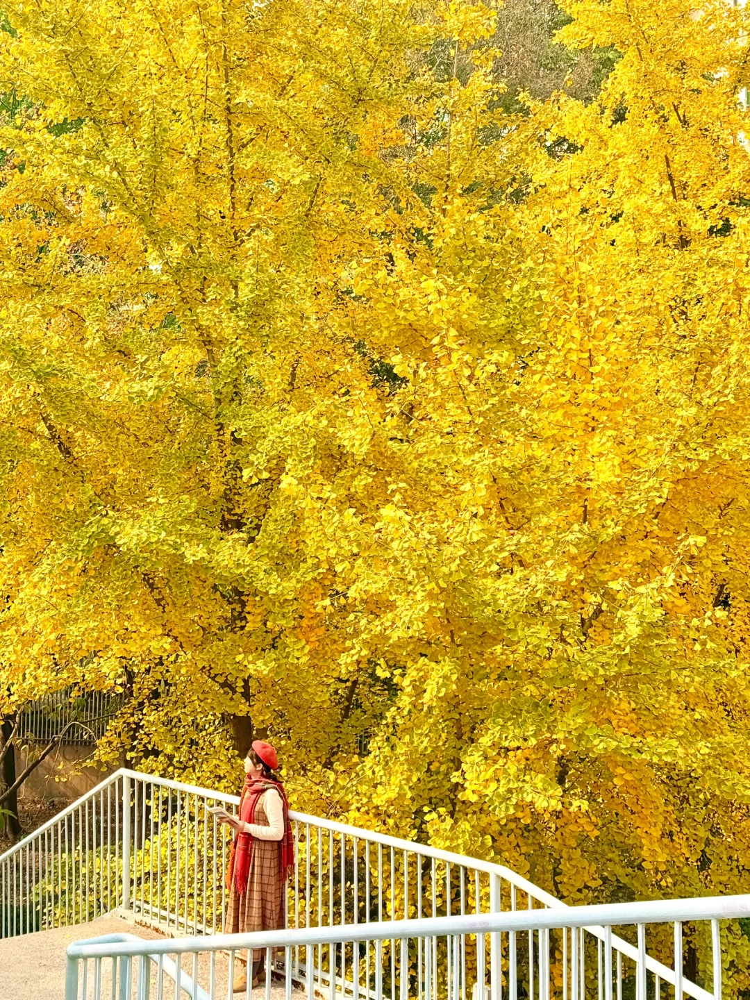 12.3实拍live❗️武汉蕞美银杏天桥直接封神