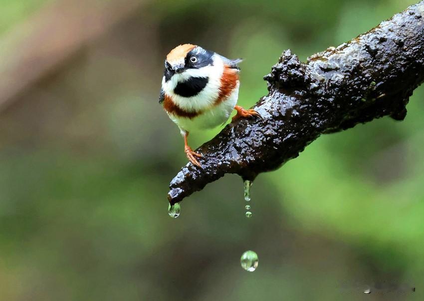 暖阳下的“小张飞”！
体长仅约10厘米的红头长尾山雀，其花脸如戏曲中的张飞，性活