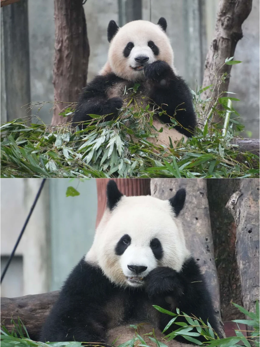 饭点了，这是为您准备的下饭吃播