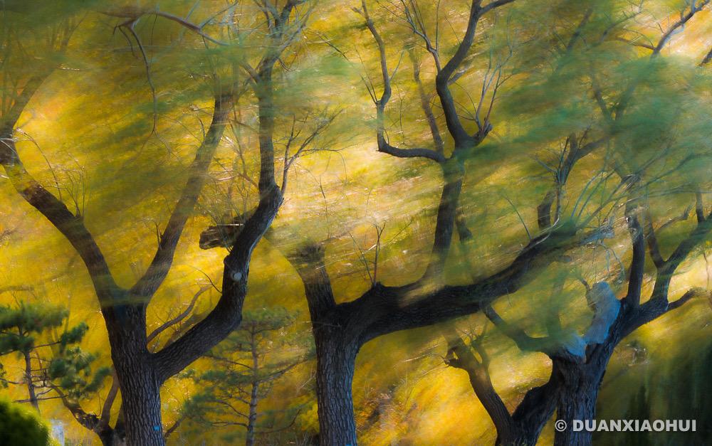 风轻轻说，别追问太多，花开花落，都有它的因果。树影摇曳，是时间的歌。