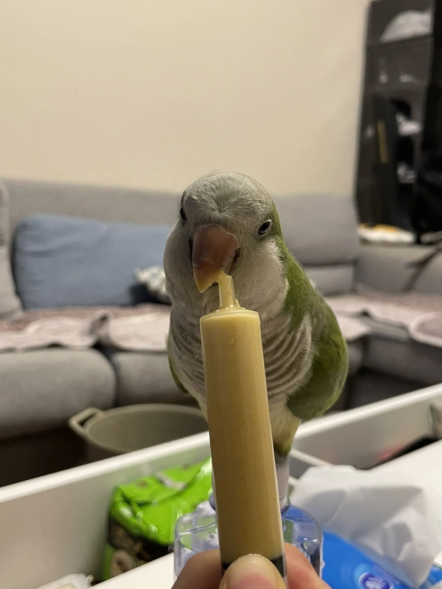 来听小鸟吧唧嘴