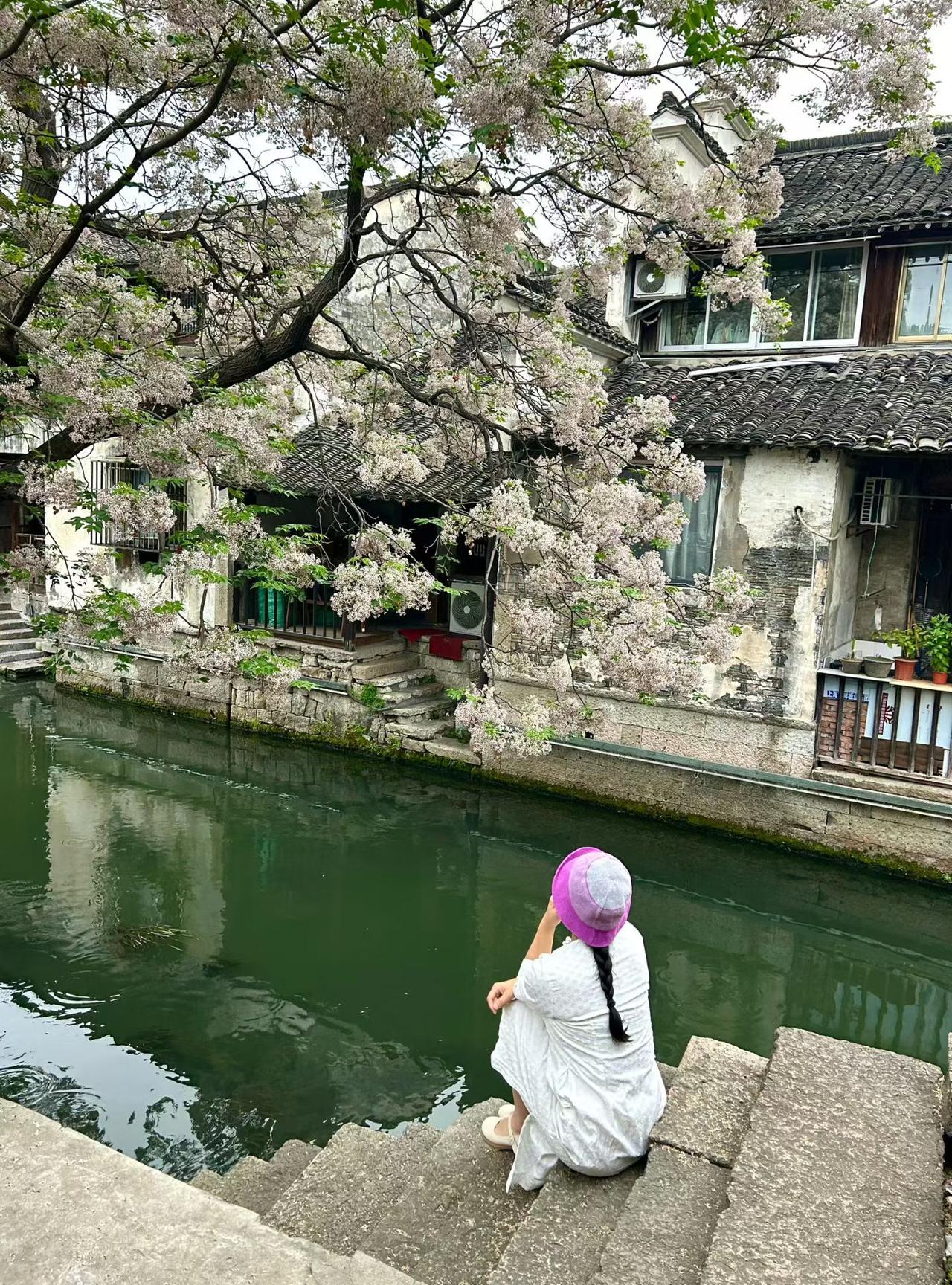 5月9日仓桥直街苦楝树下。苦楝树 苦楝花 绍兴苦楝树