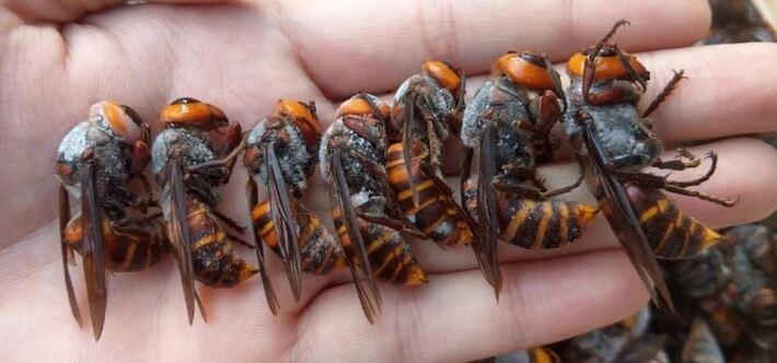 央视曝光的6666元包教包会养伤人蜂这事，真让人捏把汗。云南龙陵县的黄氏蜂业，收