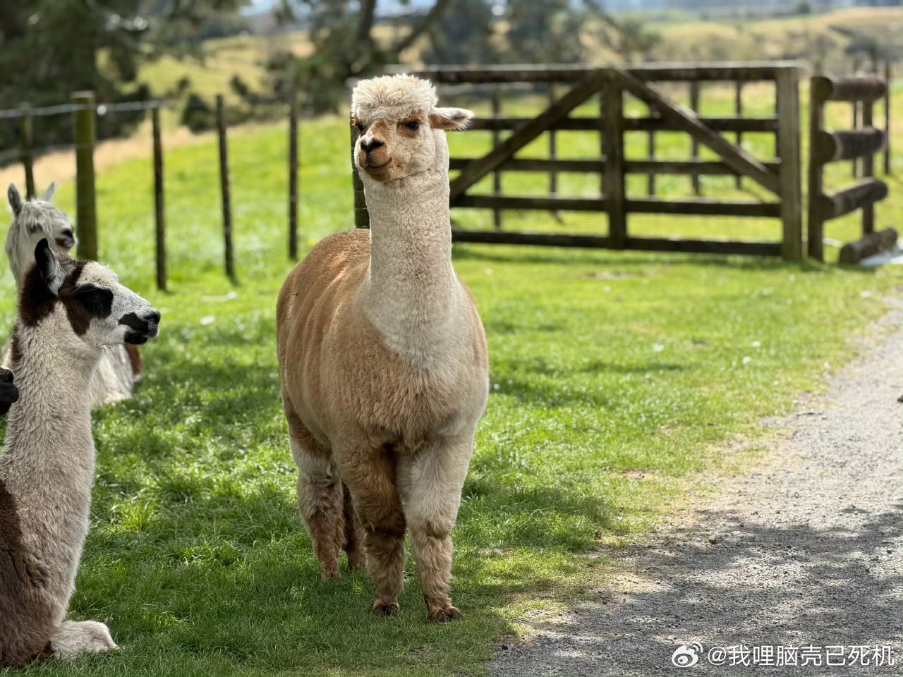 刘宇宁元宵营业刘宇宁元宵节plog 刘宇宁元宵节plog，是来自远方的祝福，一整